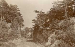 Storeton_Woods.jpg