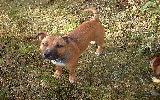 Picture of dog ( Doobydoo ) click for larger pic