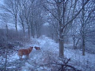 picture of dogs maisie & rosielee click for big pic